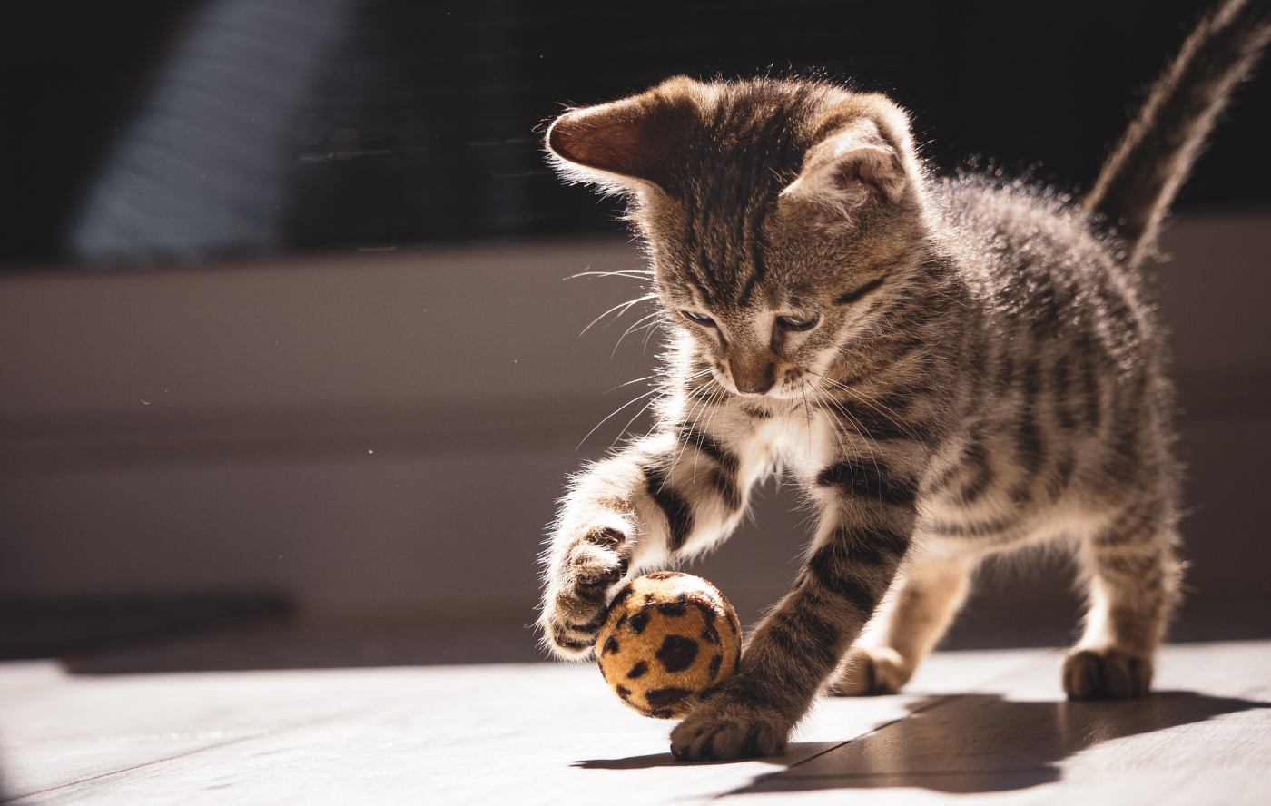 Educação É o Melhor Remédio  Para o Seu Pet. 